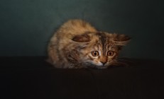 开云在线直播-西亚卡姆爆发难阻绿军铁蹄，凯尔特人客场踏平奇才显统治力