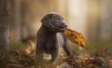 开云平台-拉齐奥火力全开压制克罗地亚，新星帕尔默闪耀全场成焦点