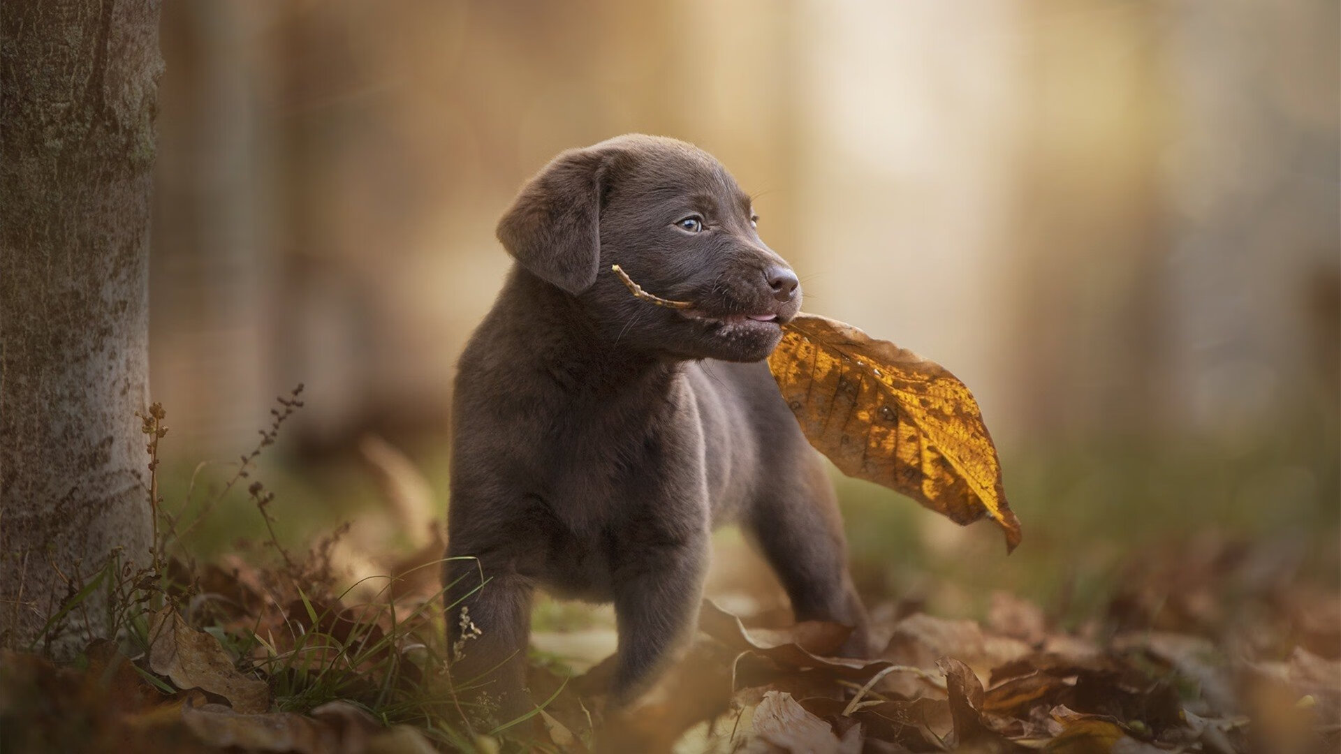 拉齐奥火力全开压制克罗地亚,新星帕尔默闪耀全场成焦点
